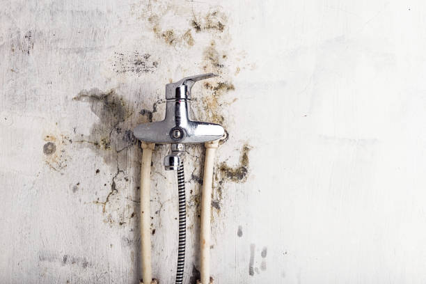 Best Fast Mold Removal  in Minnetonka, MN