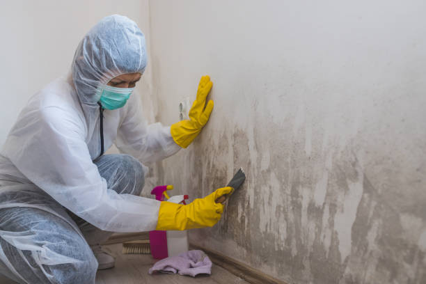 Best Mold Testing  in Minnetonka, MN