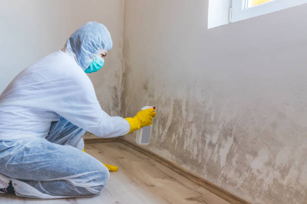 Mold Removal Process in Minnetonka, MN
