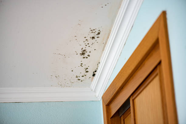 Mold Testing and Removal in Minnetonka, MN