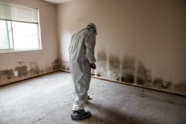 Professional Mold Removal in Minnetonka, MN