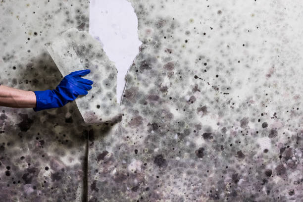 Best Black Mold Removal  in Minnetonka, MN