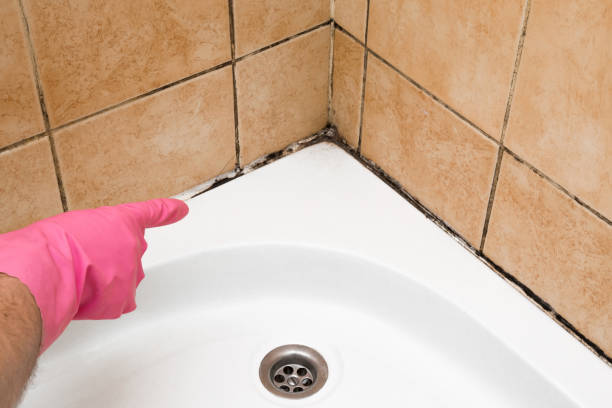 Best Commercial Mold Removal  in Minnetonka, MN